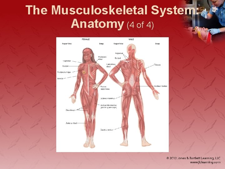 The Musculoskeletal System: Anatomy (4 of 4) 