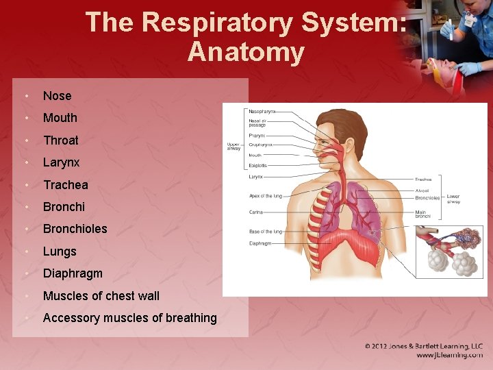 The Respiratory System: Anatomy • Nose • Mouth • Throat • Larynx • Trachea