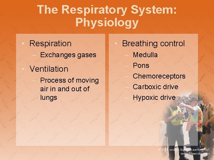 The Respiratory System: Physiology • Respiration – Exchanges gases • Ventilation – Process of