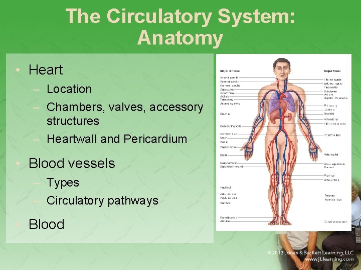 The Circulatory System: Anatomy • Heart – Location – Chambers, valves, accessory structures –