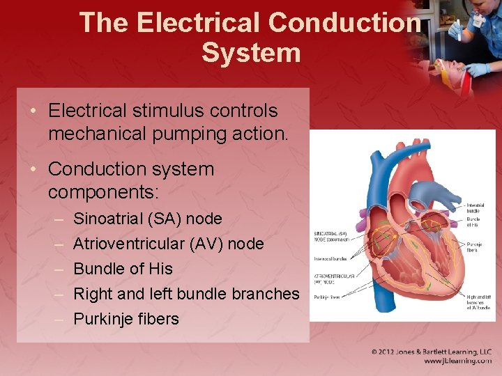The Electrical Conduction System • Electrical stimulus controls mechanical pumping action. • Conduction system