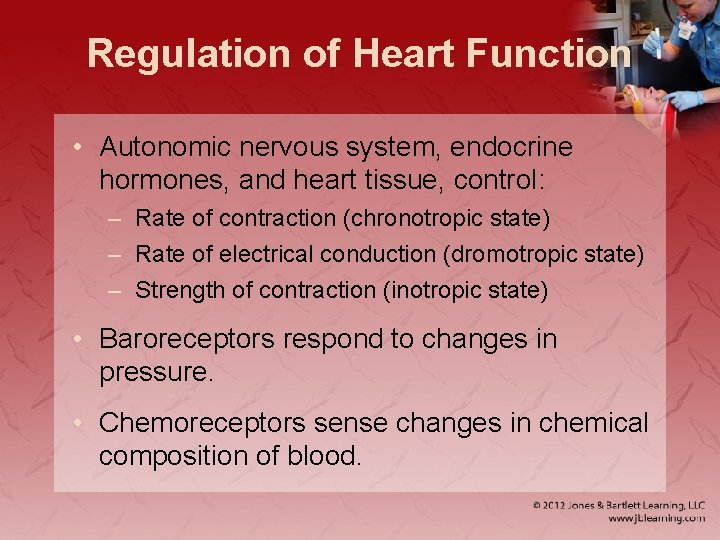 Regulation of Heart Function • Autonomic nervous system, endocrine hormones, and heart tissue, control: