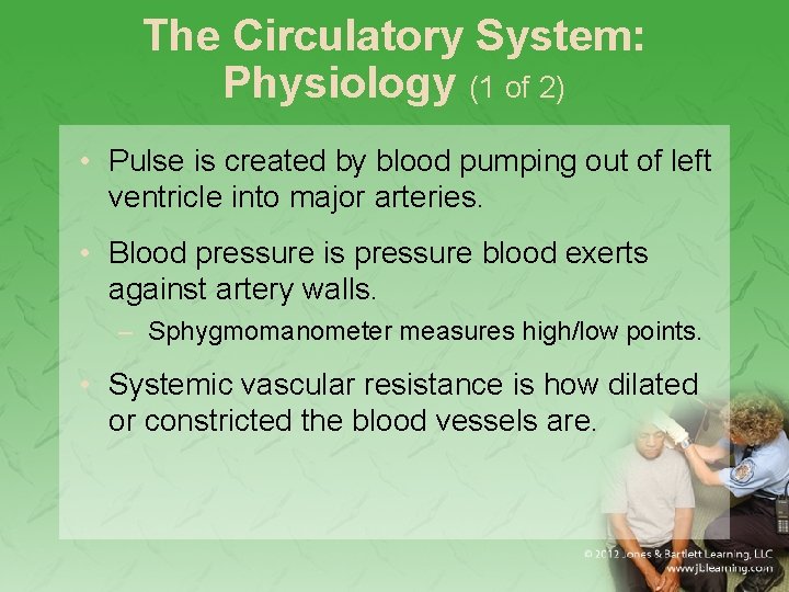 The Circulatory System: Physiology (1 of 2) • Pulse is created by blood pumping