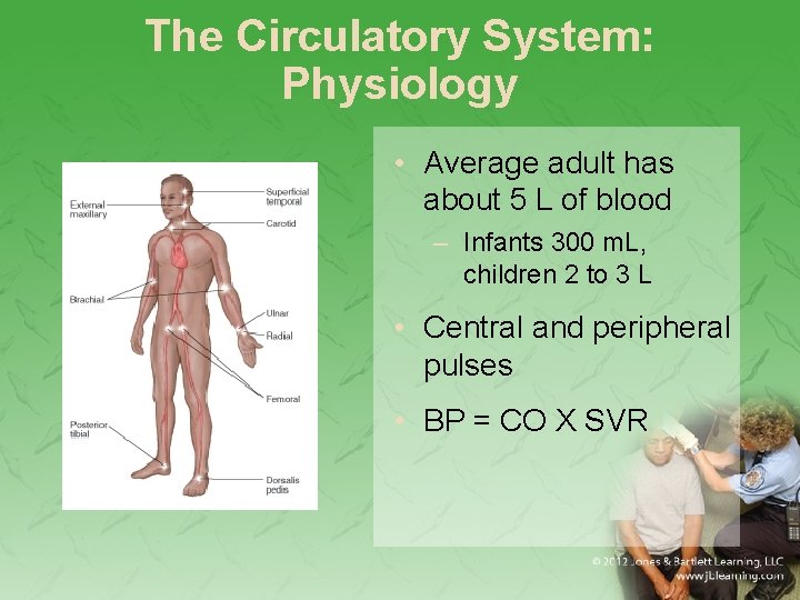 The Circulatory System: Physiology • Average adult has about 5 L of blood –