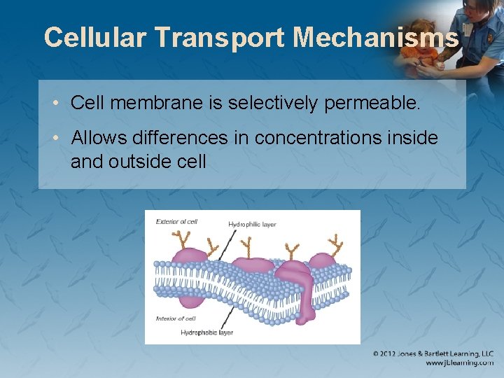 Cellular Transport Mechanisms • Cell membrane is selectively permeable. • Allows differences in concentrations