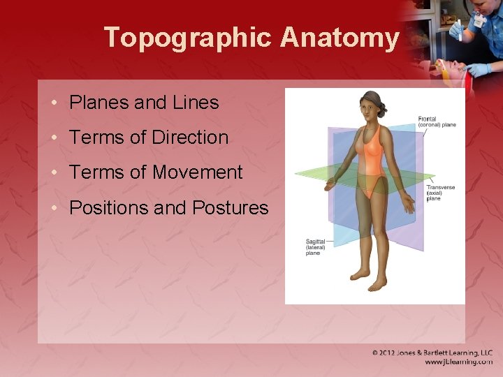 Topographic Anatomy • Planes and Lines • Terms of Direction • Terms of Movement