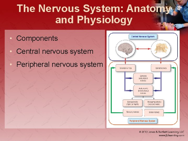 The Nervous System: Anatomy and Physiology • Components • Central nervous system • Peripheral