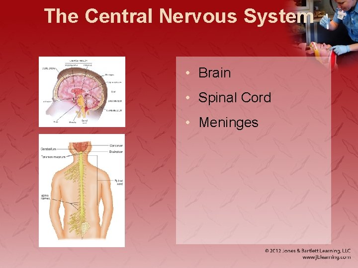 The Central Nervous System • Brain • Spinal Cord • Meninges 