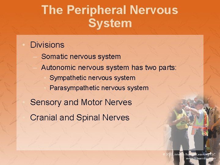 The Peripheral Nervous System • Divisions – Somatic nervous system – Autonomic nervous system