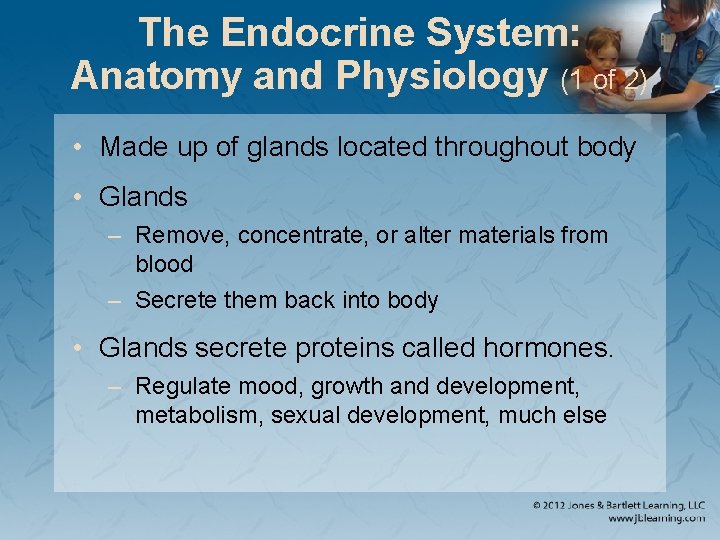 The Endocrine System: Anatomy and Physiology (1 of 2) • Made up of glands