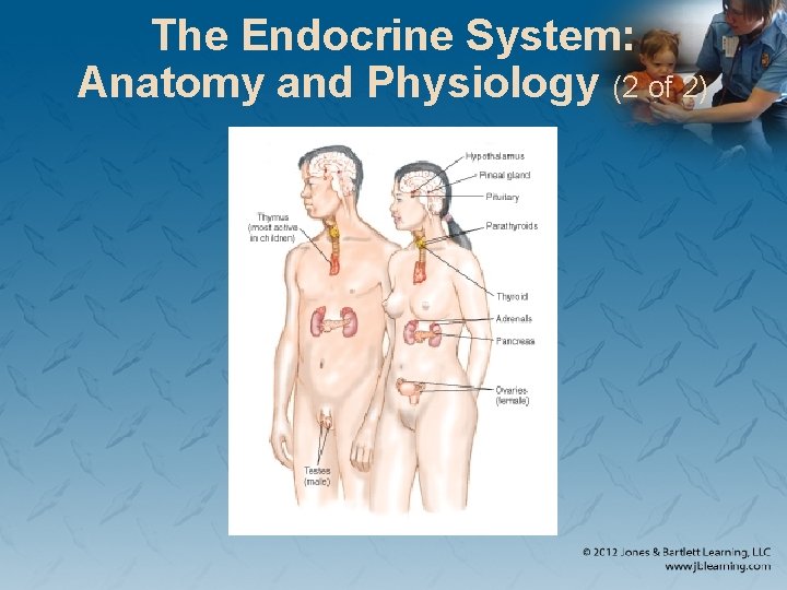 The Endocrine System: Anatomy and Physiology (2 of 2) 