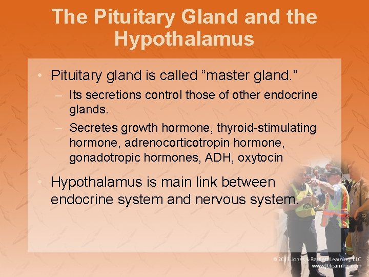 The Pituitary Gland the Hypothalamus • Pituitary gland is called “master gland. ” –