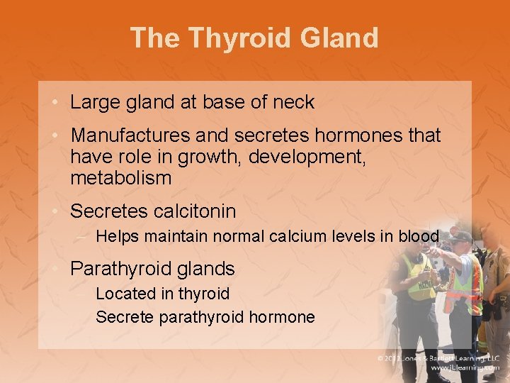 The Thyroid Gland • Large gland at base of neck • Manufactures and secretes