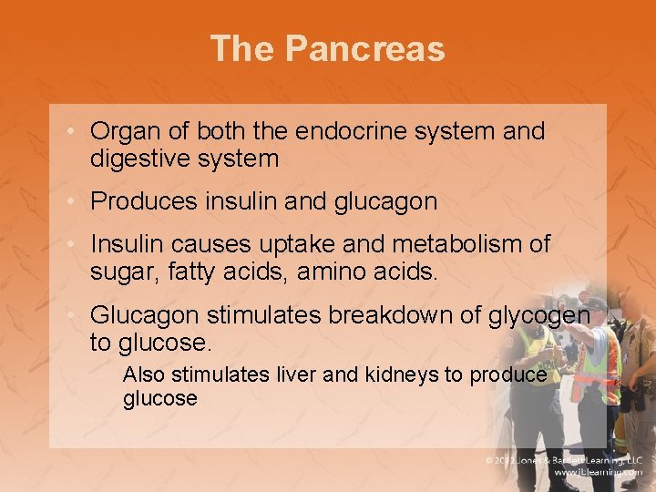 The Pancreas • Organ of both the endocrine system and digestive system • Produces