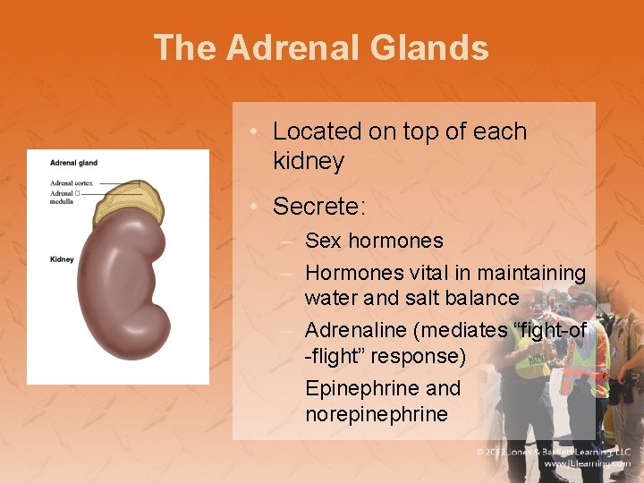 The Adrenal Glands • Located on top of each kidney • Secrete: – Sex
