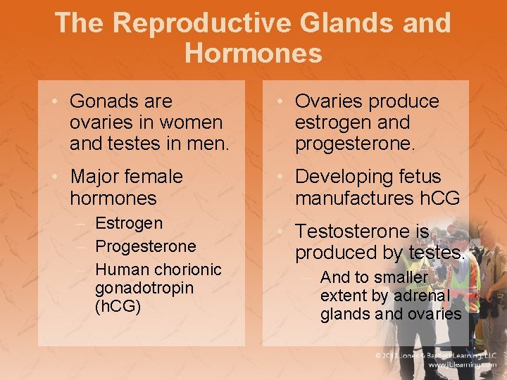 The Reproductive Glands and Hormones • Gonads are ovaries in women and testes in