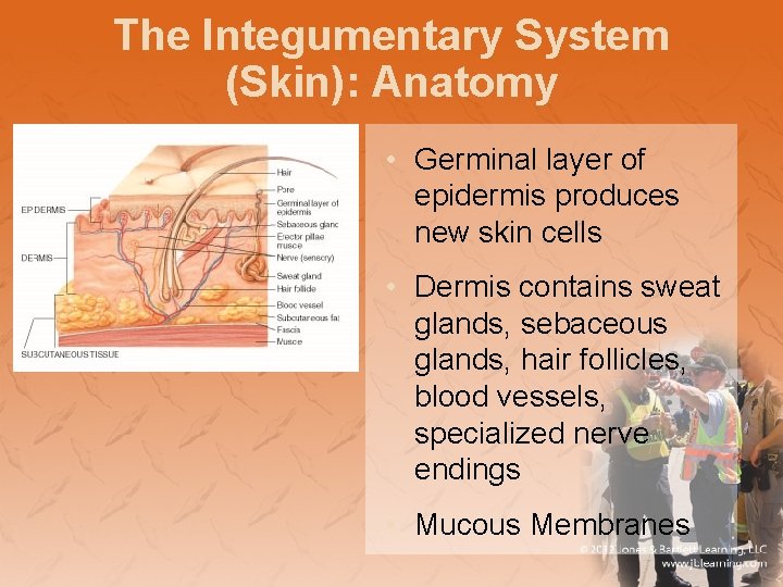 The Integumentary System (Skin): Anatomy • Germinal layer of epidermis produces new skin cells