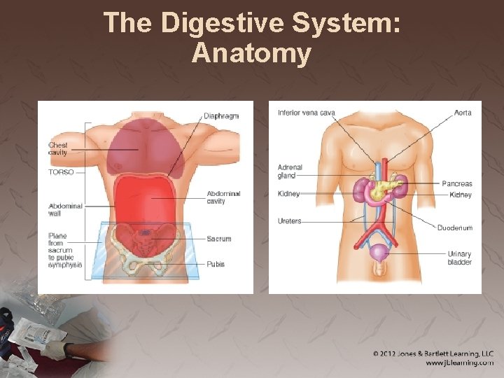 The Digestive System: Anatomy 