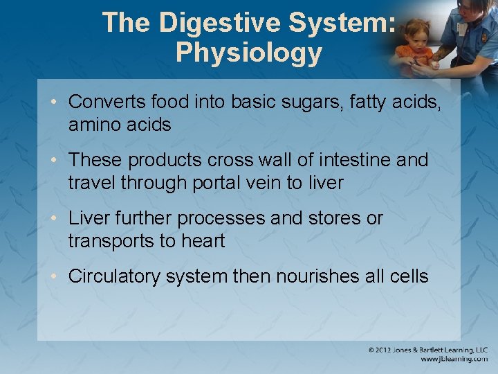 The Digestive System: Physiology • Converts food into basic sugars, fatty acids, amino acids