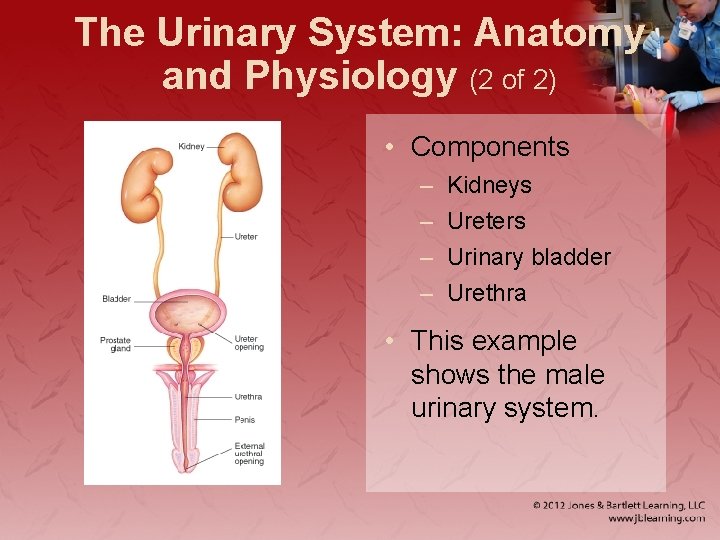 The Urinary System: Anatomy and Physiology (2 of 2) • Components – – Kidneys
