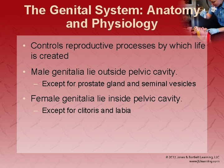 The Genital System: Anatomy and Physiology • Controls reproductive processes by which life is