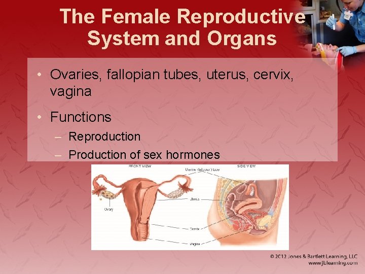 The Female Reproductive System and Organs • Ovaries, fallopian tubes, uterus, cervix, vagina •