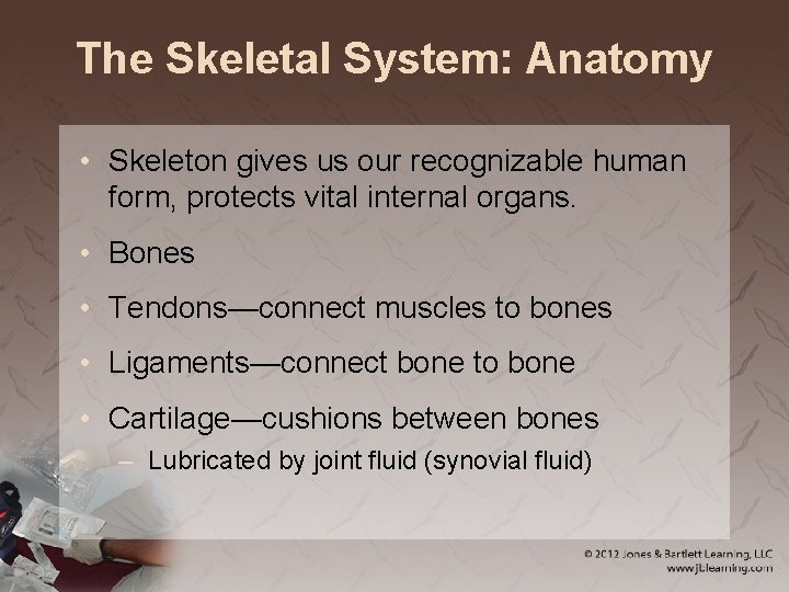 The Skeletal System: Anatomy • Skeleton gives us our recognizable human form, protects vital