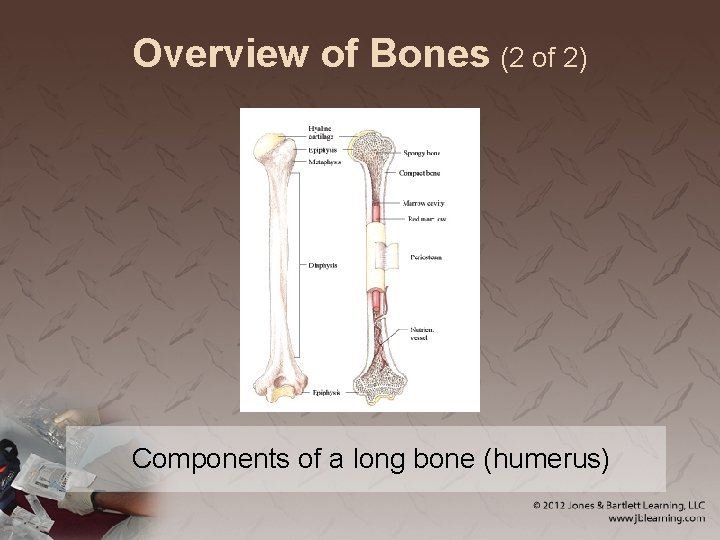 Overview of Bones (2 of 2) Components of a long bone (humerus) 