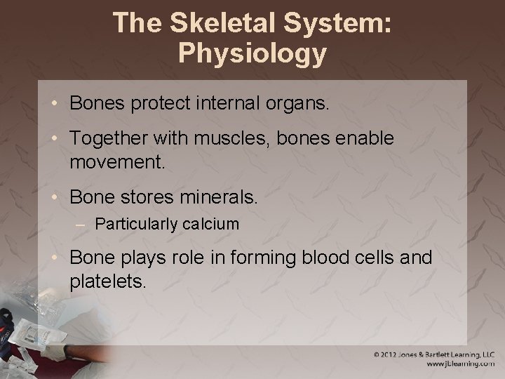 The Skeletal System: Physiology • Bones protect internal organs. • Together with muscles, bones