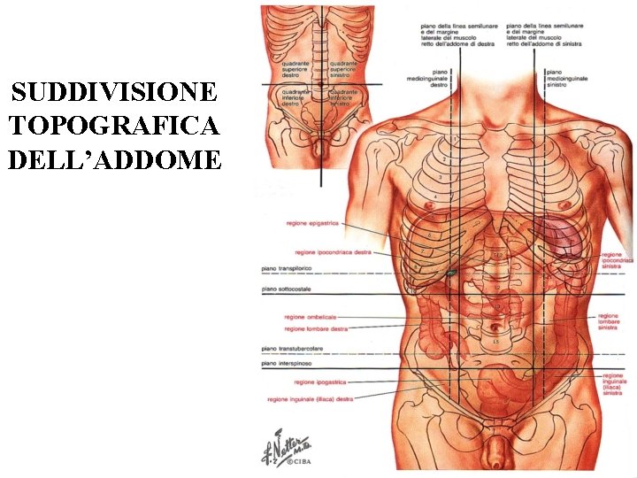 SUDDIVISIONE TOPOGRAFICA DELL’ADDOME 