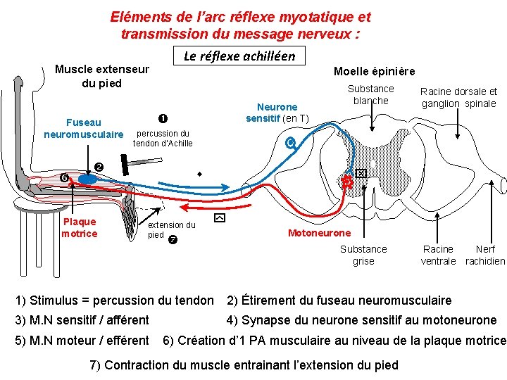 Eléments de l’arc réflexe myotatique et transmission du message nerveux : Le réflexe achilléen