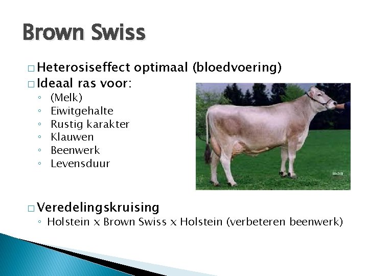 Brown Swiss � Heterosiseffect � Ideaal ◦ ◦ ◦ ras voor: optimaal (bloedvoering) (Melk)