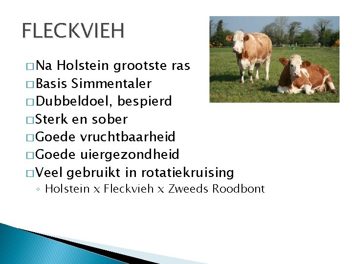 FLECKVIEH � Na Holstein grootste ras � Basis Simmentaler � Dubbeldoel, bespierd � Sterk