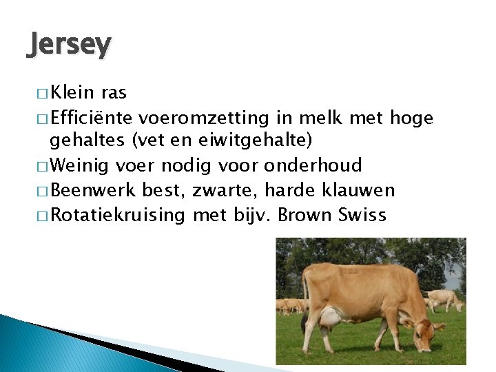 Jersey � Klein ras � Efficiënte voeromzetting in melk met hoge gehaltes (vet en