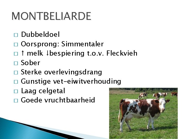 MONTBELIARDE � � � � Dubbeldoel Oorsprong: Simmentaler ↑ melk ↓bespiering t. o. v.