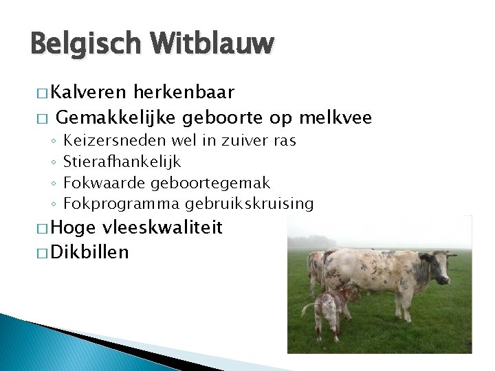 Belgisch Witblauw � Kalveren � herkenbaar Gemakkelijke geboorte op melkvee ◦ ◦ Keizersneden wel
