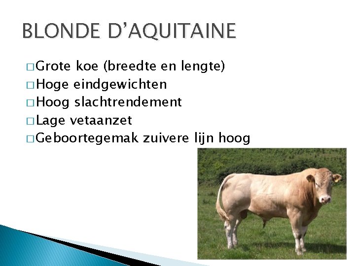BLONDE D’AQUITAINE � Grote koe (breedte en lengte) � Hoge eindgewichten � Hoog slachtrendement