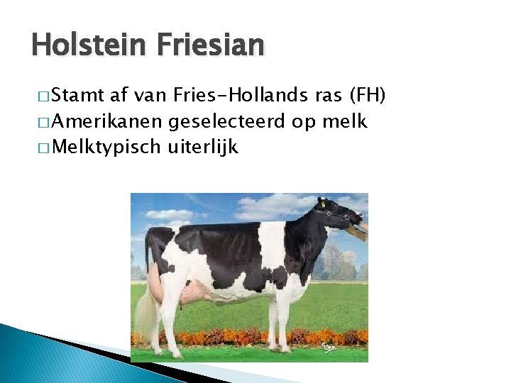 Holstein Friesian � Stamt af van Fries-Hollands ras (FH) � Amerikanen geselecteerd op melk