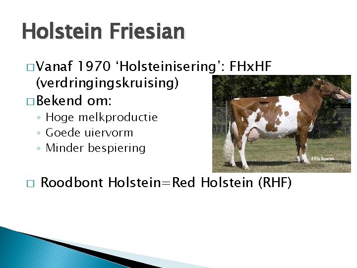 Holstein Friesian � Vanaf 1970 ‘Holsteinisering’: FHx. HF (verdringingskruising) � Bekend om: ◦ Hoge