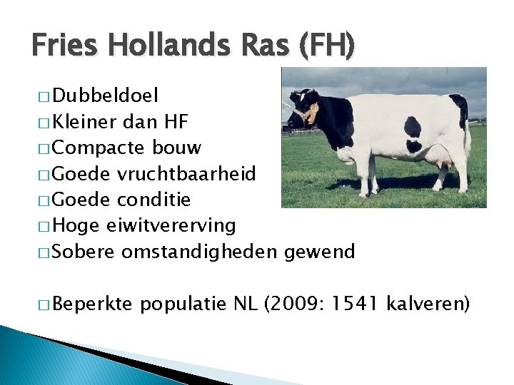 Fries Hollands Ras (FH) � Dubbeldoel � Kleiner dan HF � Compacte bouw �