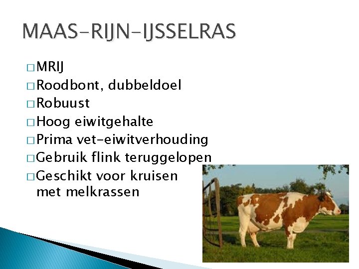 MAAS-RIJN-IJSSELRAS � MRIJ � Roodbont, � Robuust � Hoog dubbeldoel eiwitgehalte � Prima vet-eiwitverhouding