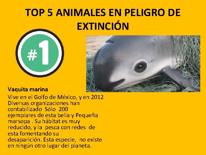 TOP 5 ANIMALES EN PELIGRO DE EXTINCIÓN Vaquita marina Vive en el Golfo de TOP 5 ANIMALES EN PELIGRO DE EXTINCIÓN Vaquita marina Vive en el Golfo de