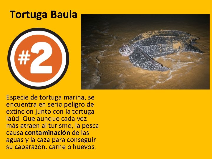 Tortuga Baula Especie de tortuga marina, se encuentra en serio peligro de extinción junto Tortuga Baula Especie de tortuga marina, se encuentra en serio peligro de extinción junto