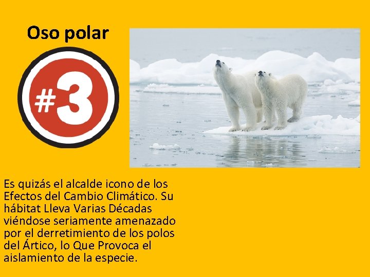 Oso polar Es quizás el alcalde icono de los Efectos del Cambio Climático. Su Oso polar Es quizás el alcalde icono de los Efectos del Cambio Climático. Su