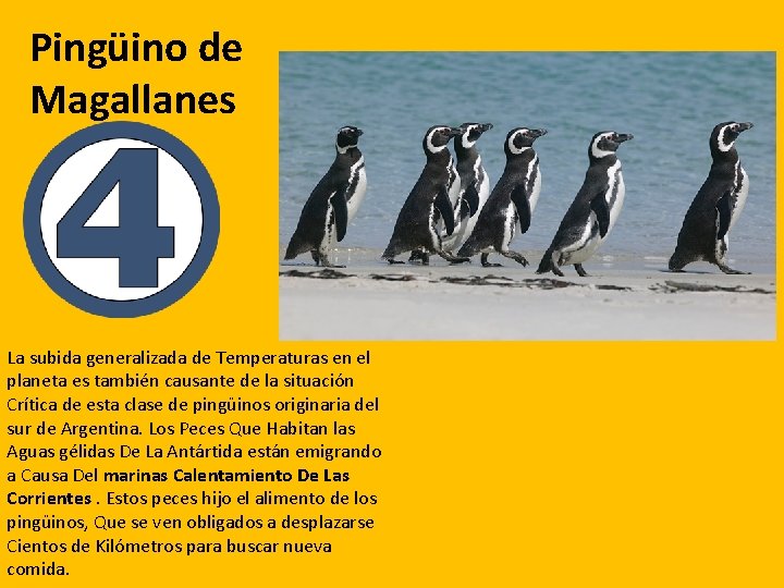 Pingüino de Magallanes La subida generalizada de Temperaturas en el planeta es también causante Pingüino de Magallanes La subida generalizada de Temperaturas en el planeta es también causante