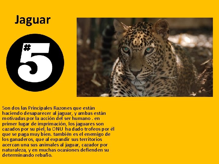 Jaguar Son dos las Principales Razones que están haciendo desaparecer al jaguar, y ambas Jaguar Son dos las Principales Razones que están haciendo desaparecer al jaguar, y ambas