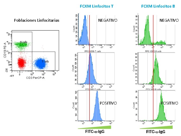 FCXM Linfocitos T Poblaciones Linfocitarias FCXM Linfocitos B NEGATIVO POSITIVO 