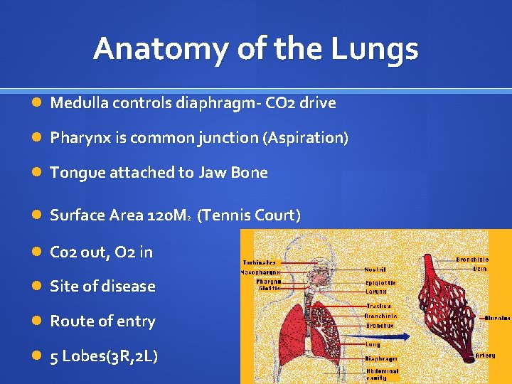 Anatomy of the Lungs Medulla controls diaphragm- CO 2 drive Pharynx is common junction