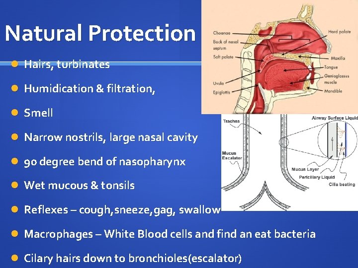 Natural Protection Hairs, turbinates Humidication & filtration, Smell Narrow nostrils, large nasal cavity 90