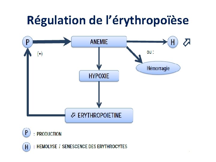 Régulation de l’érythropoïèse Régulation de l’érythropoïèse